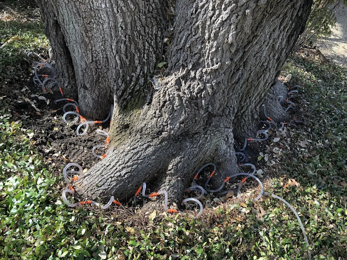 Detailed Tree Cabling and Bracing job site in Scotia